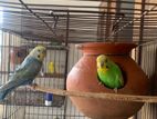 Rainbow And Green Opaline Running Budgies Pair