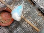 Rainbow Budgerigar