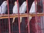 Rainbow Bazigar For Sell