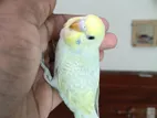 Rainbow Budgerigar Baccha