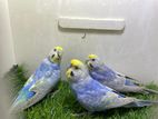 Rainbow Budgerigar