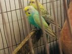 Rainbow Budgerigar