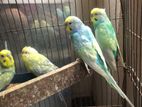 Rainbow Budgerigar