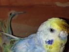 Rainbow Budgerigar