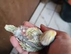 Rainbow Budgerigar