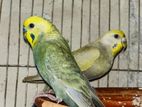 Rainbow Budgerigar