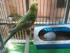 Rainbow Budgerigar রানিং মেই*ল সে*ল হবে।