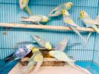 Rainbow Budgerigars