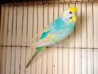 Rainbow budgie male