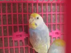 Rainbow Budgrigar