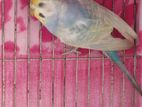 Rainbow Female Budgie