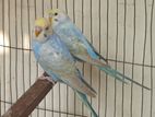 Rainbow Jora Budgerigar