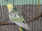 Rainbow JP Male Bujrigar bird