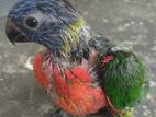 Rainbow Lorikeet 45 days