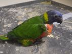 Rainbow lorikeet age:45 days