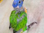 Rainbow lorikeet baby