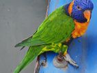 Rainbow Lorikeet Bird