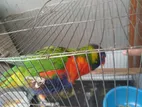 Rainbow Lorikeet