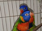 Rainbow lorikeet pair