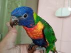 Rainbow lorikeet tame baby