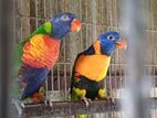 rainbow lory