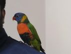 Rainbow lory