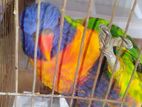 Rainbow Lory Kid,