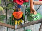 Rainbow Lory Kids Self Feed