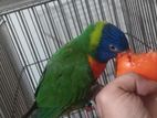 Rainbow Lory parrot