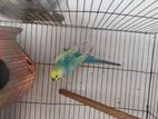 Rainbow Male Budgiegar For Sell