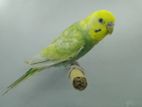 Rainbow male bird for sell