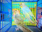 Rainbow pair , Classic Single male, 2 piss Zebra finch বিক্রয়ের জন্য