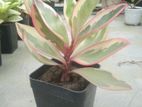 Rainbow Peperomia Live Plant