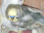 Rainbow producer budgies with 5 babies