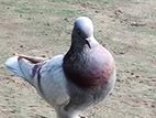 Rajshahi Pigeon