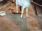 Ram Cross goat