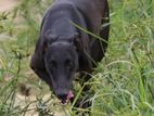 Rampur Greyhound Pair