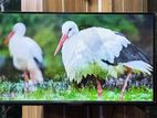 RANGS-32-INCH BORDERLESS TV