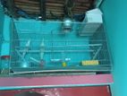 Raning Cokatel with Full Setup