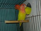 Raning love bird