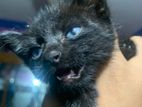Rare Blue eyes Persian