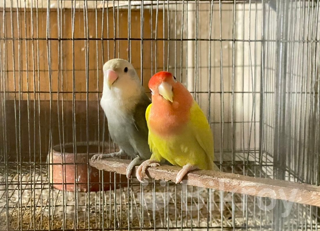 Rare Breeding Pair Lovebird Opaline বিক্রি