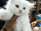 Rare Odd-eye White Persian Kitten.