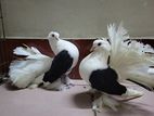 Rare quality Saddle Fantail all Breeding pairs