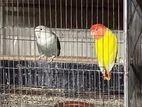 Read Head Opaline + Silver White Breeding Pair