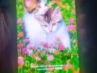 Realme 11pro (Used)