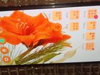 Realme 9 (Used)