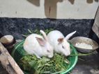 Rebbit For Sale