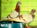 Recar pigeon for sell