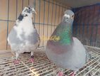 Recer Homar Pigeon